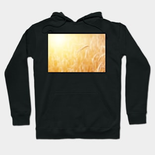 Mature ear of triticale at scenic golden sunrise Hoodie